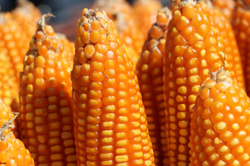 raw dry sweet corn pod, it is a cereal plant that yields large grains set in rows on a cob.