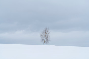 Fototapeta na wymiar Isolated trees in a winter landscape
