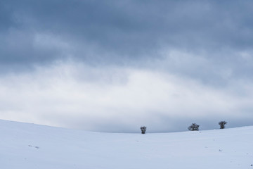 Isolated trees in a winter landscape