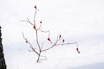 Wild rosehip bush with red berries in the snowy winter