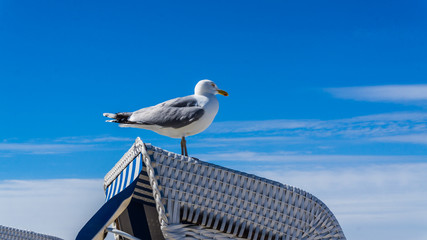 Möwe auf einem Strandkorb