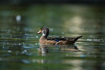 Solitary duck on the water