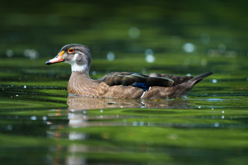 Solitary duck on the water