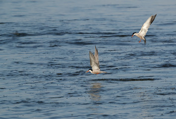 Fototapeta na wymiar White-cheeked tern fishing at Tubli bay, Bahrain