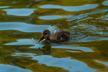 Young duck alone on the water