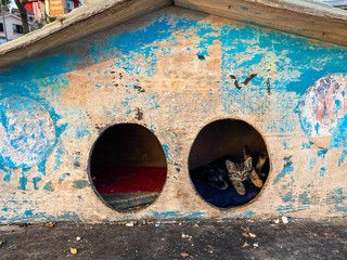 street house for homeless cats in Istanbul, Turkey. cat cabin stands on street for homeless cats. Concept of caring for street animals. Wooden Cat Kennel