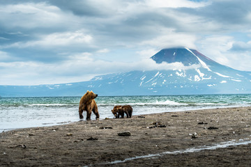 Ruling the landscape, brown bears of Kamchatka (Ursus arctos beringianus) © vaclav