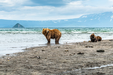 Fototapeta premium Ruling the landscape, brown bears of Kamchatka (Ursus arctos beringianus)