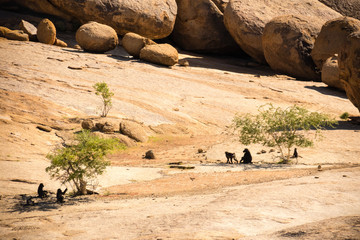 Paviane am Elefants Head, Ameib Ranch, Erongo, Namibia