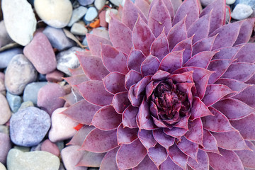 Macro purple fresh Succulent echeveria plant - Texture background - purple nature concept , Floral backdrop and beautiful detail