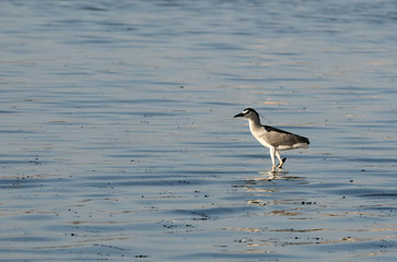 A night heron at Tubli bay, Bahrain