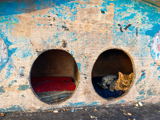 street house for homeless cats in Istanbul, Turkey. cat cabin stands on street for homeless cats. Concept of caring for street animals. Wooden Cat Kennel