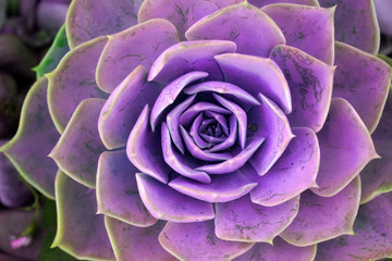 Macro purple violet fresh Succulent echeveria plant - Texture background - purple nature concept , Floral backdrop and beautiful detail