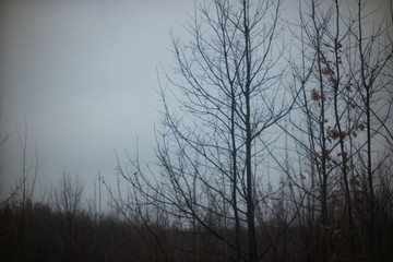 silhouette of the forest