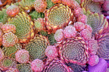 Macro fresh Green Succulent echeveria plant in the garden - texture background - green nature concept