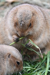 プレーリードッグ 