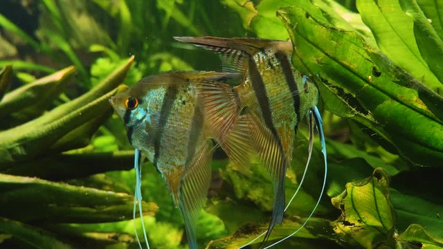 Close up of two angelfish floating in water
