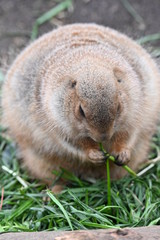 プレーリードッグ 