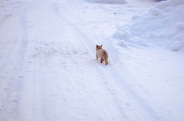 White and red cat munchkin on white snow goes on the road ahead, long fluffy tail