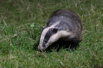 Badger 