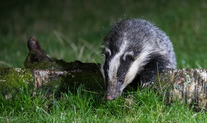 Badger  © Simon Stobart