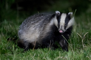 Badger  © Simon Stobart