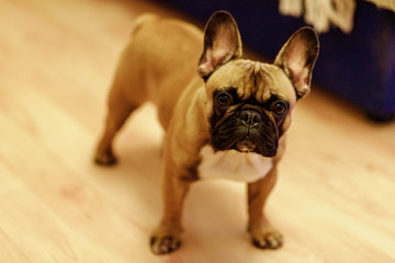 French bulldog in the apartment and on the street, a faithful friend who gives happiness and is the protector of the family