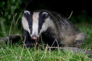 Badger  © Simon Stobart
