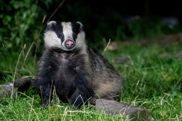 Badger 