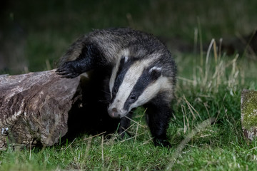 Fototapeta premium Badger 