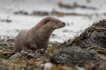 European Otter in Seaweed