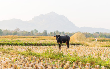 cows in a field