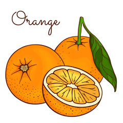 Set of oranges, whole with leaves on a branch and a half (mandarin, clementine, tangerine). Fresh citrus fruits lobule. Hand drawn sketch. Colorful vector illustration isolated on a white background.