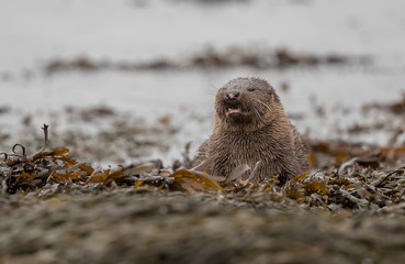 European Otter in Seaweed