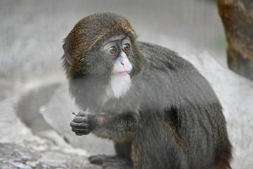 ブラッザグエノン（ブラッザモンキー）