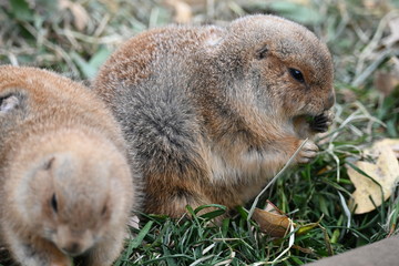 プレーリードッグ 