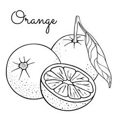 Set of oranges, whole with leaves on a branch and half (mandarin, clementine, tangerine). Citrus fruits lobule. Hand drawn sketch. Vector illustration isolated on white background. Coloring book page.