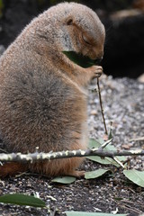 プレーリードッグ 