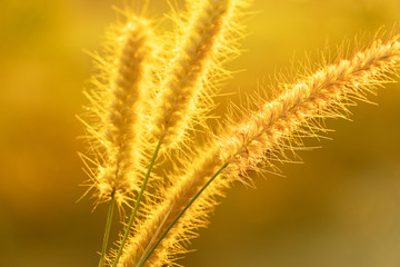 golden grass flower nature meadow landscape background