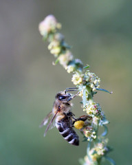 bee on flower