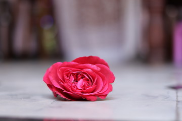 Pink rose in nature on blurred background