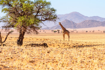 seltene Ansicht am Namibrand: Giraffen im Namib-Nationalpark, Namibia
