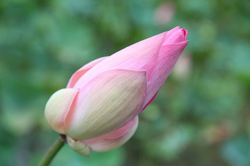 Close up Pink lotus flower 