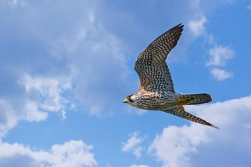 Pigeon Hawk falcon in flight