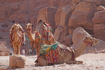 Camels in Petra Unesco Heritage site - Jordan 