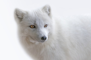 White Arctic Fox three quarters portrait