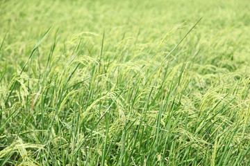 rice plant in rice field