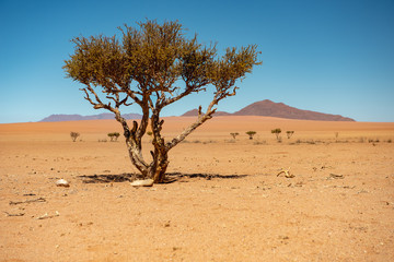 Fototapeta premium Flora und Mittgshitze an der D 707, nur widerstandsfähige Pflanzen ertragen die permanente Hitze in der weiten Wüste Namib