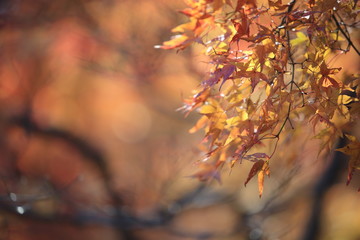 Autumnal landscape of Suizawa maple valley in the Mie Prefecture of Japan