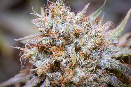 Cannabis Flower